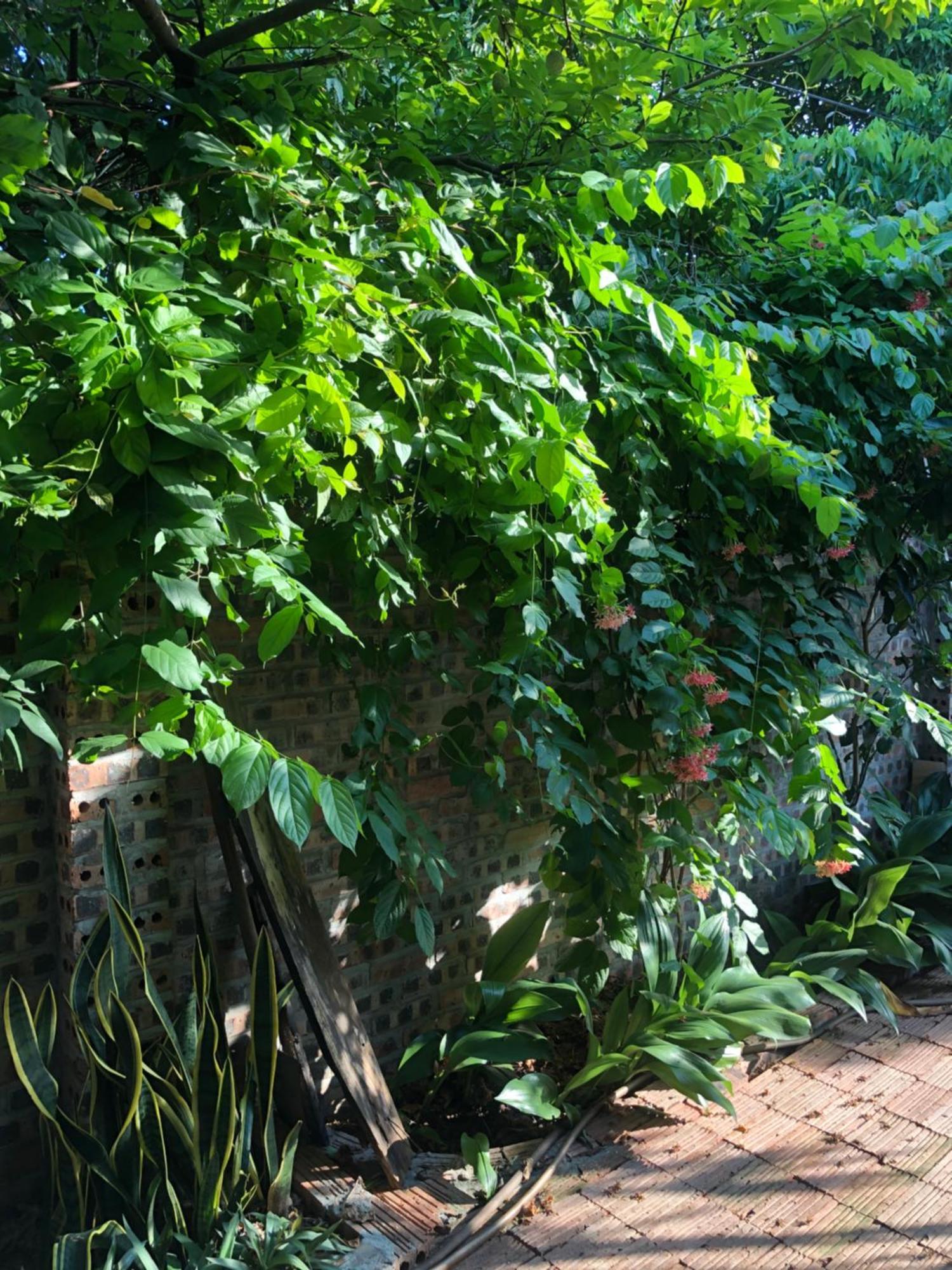 Thuy Xuyen Tam Coc Homestay Vu Lam Buitenkant foto